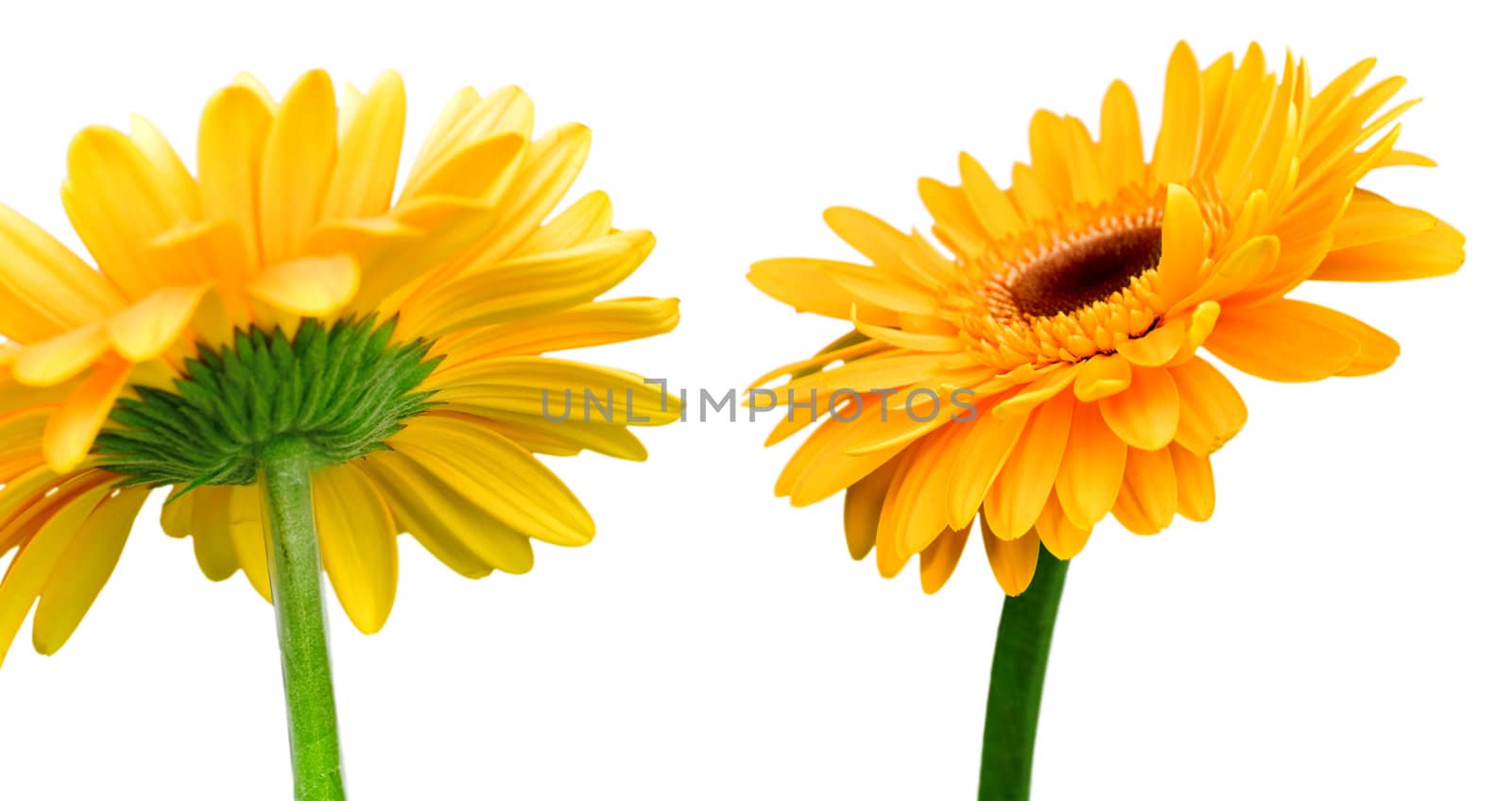 Bright orange flowers isolated on a white background