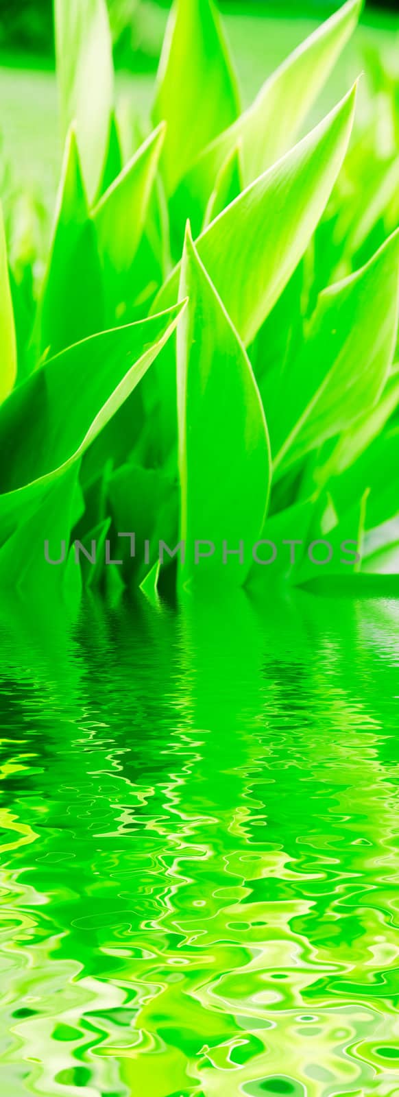 Juicy green grass growing near to water pond