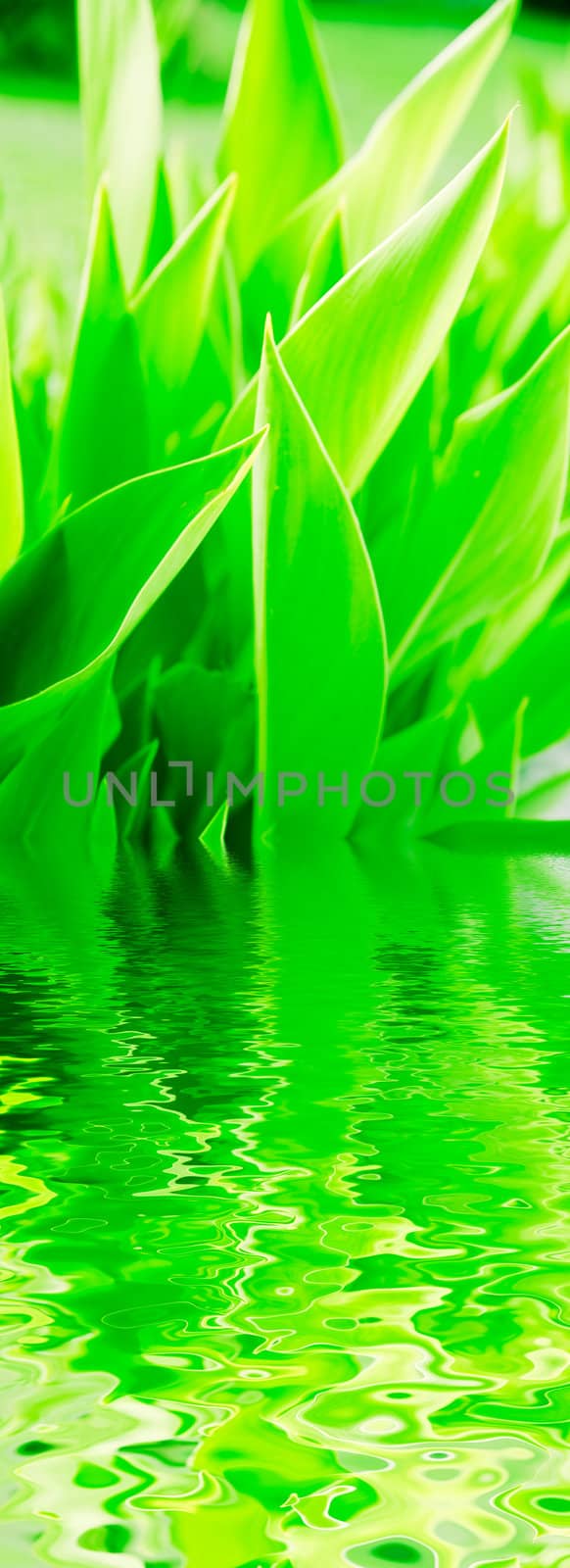 Juicy green grass growing near to water pond