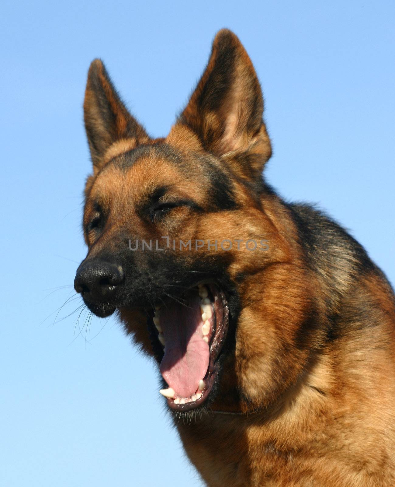 portrait of a  purebred german shepherd outdoors