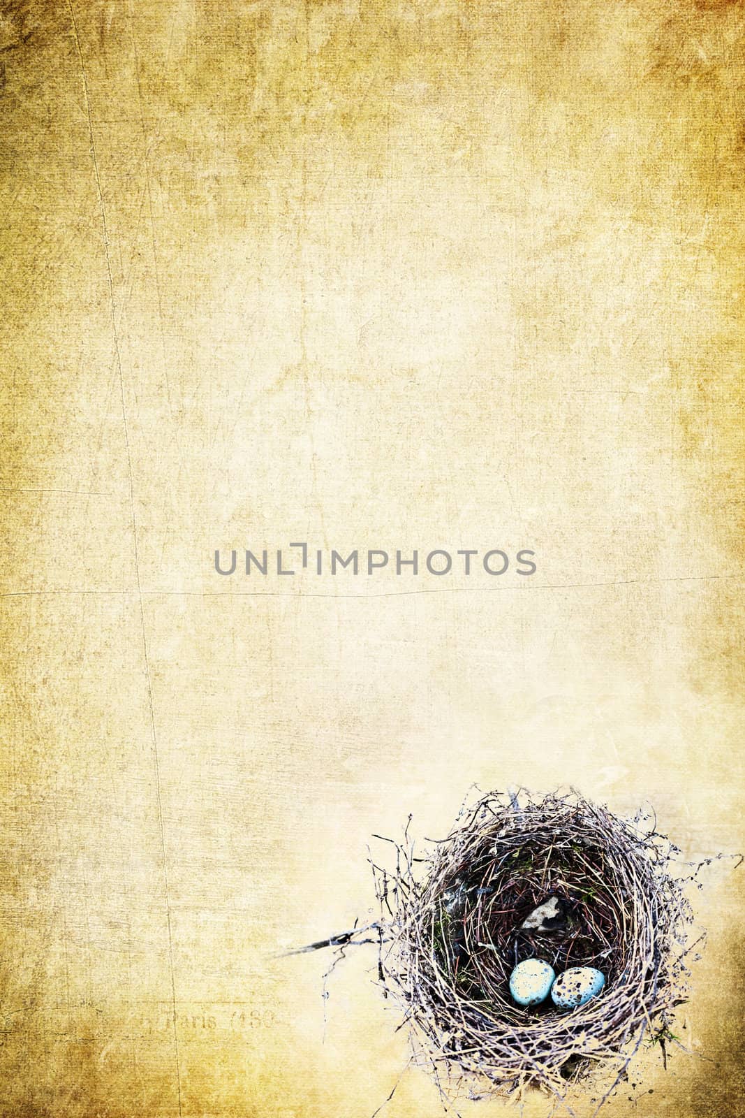 Bird's nest with eggs on a grunged yellow background with copy space.
