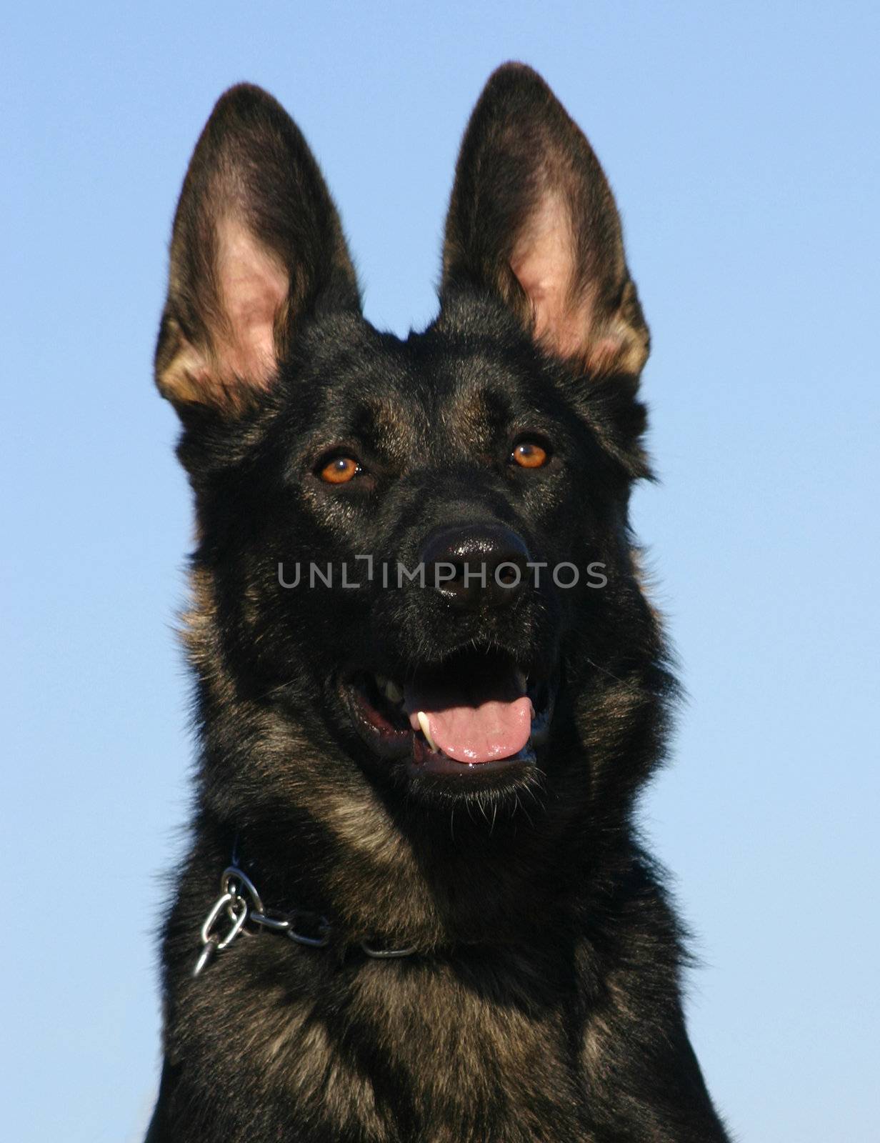 german shepherd by cynoclub