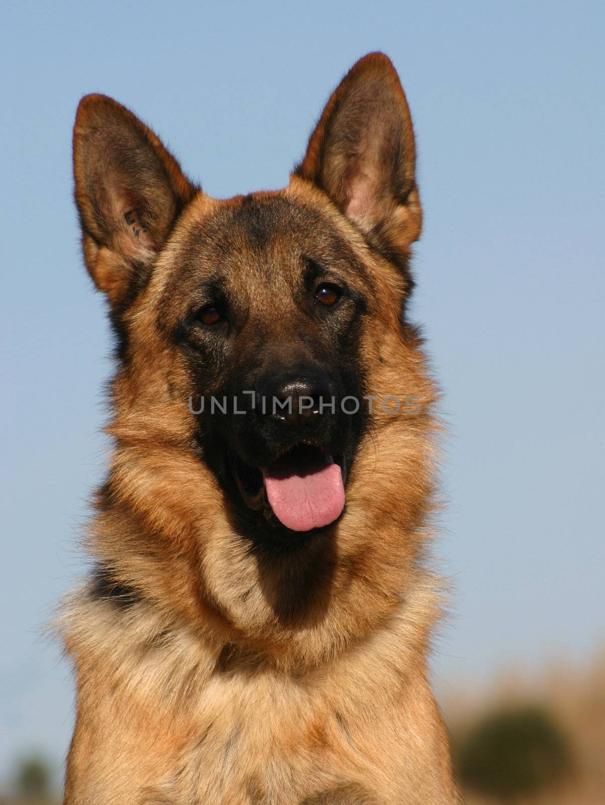 portrait of a  purebred german shepherd outdoors