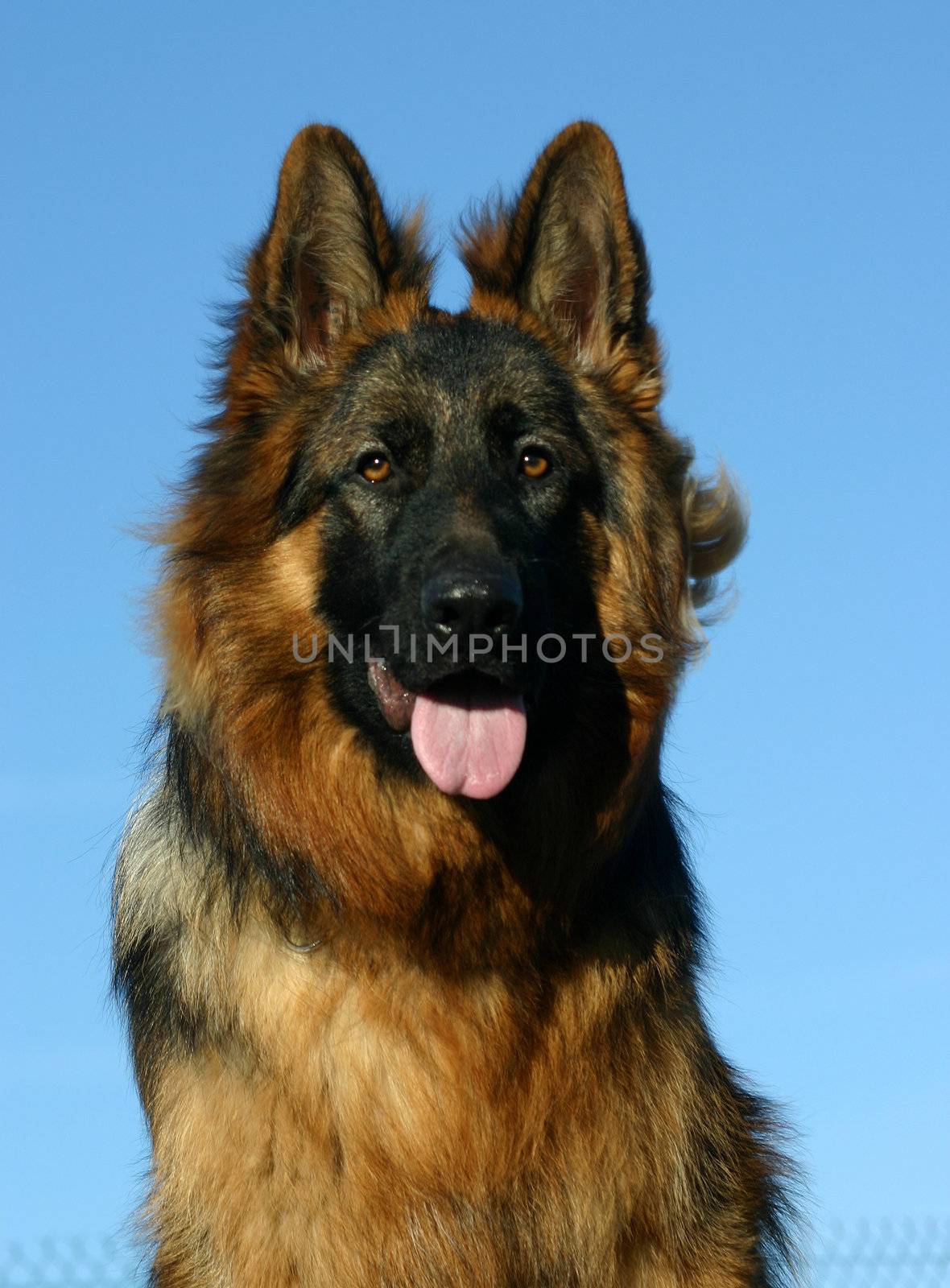 portrait of a  purebred german shepherd outdoors