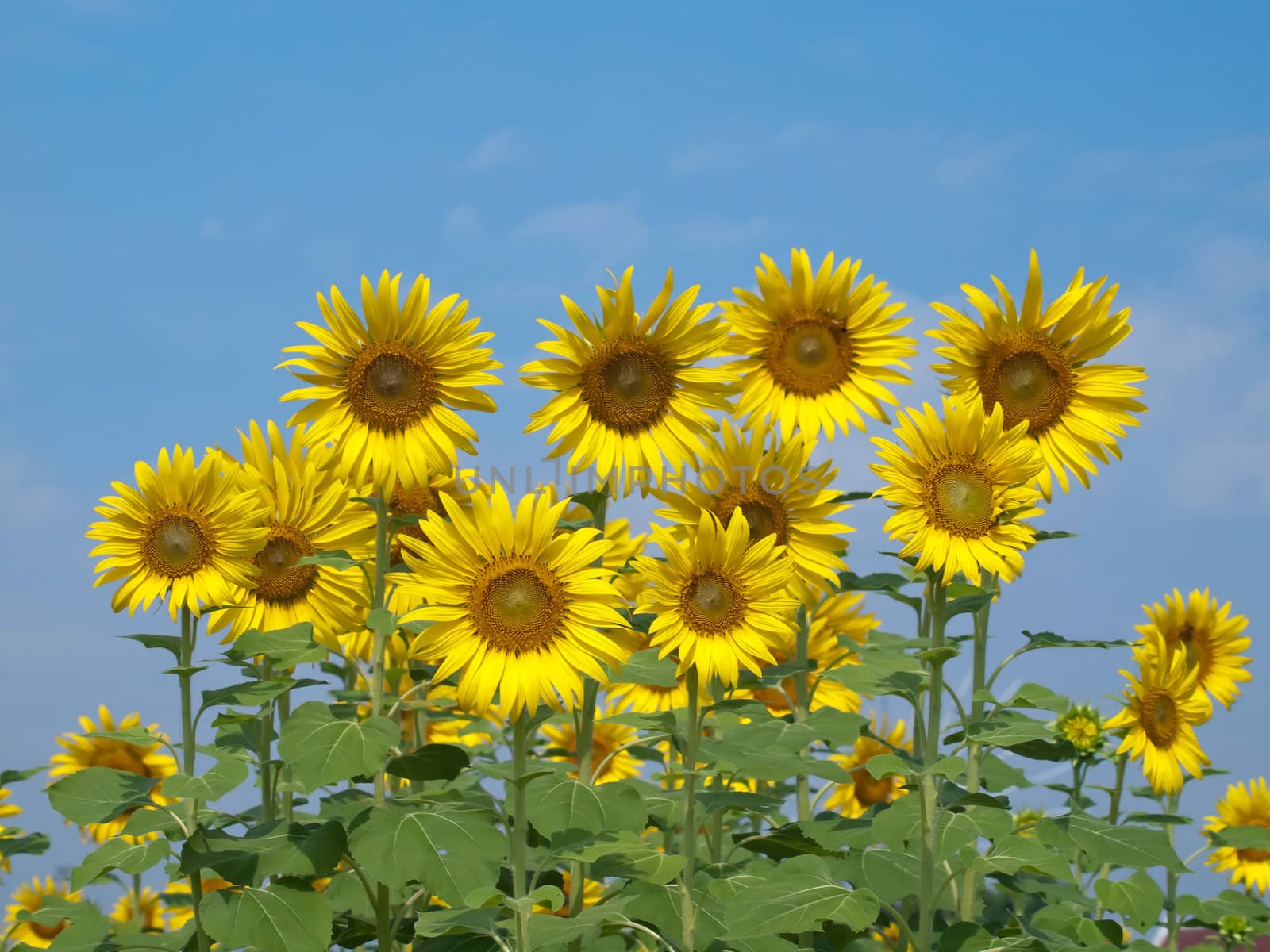 Group of beautiful sunflower with blue sky