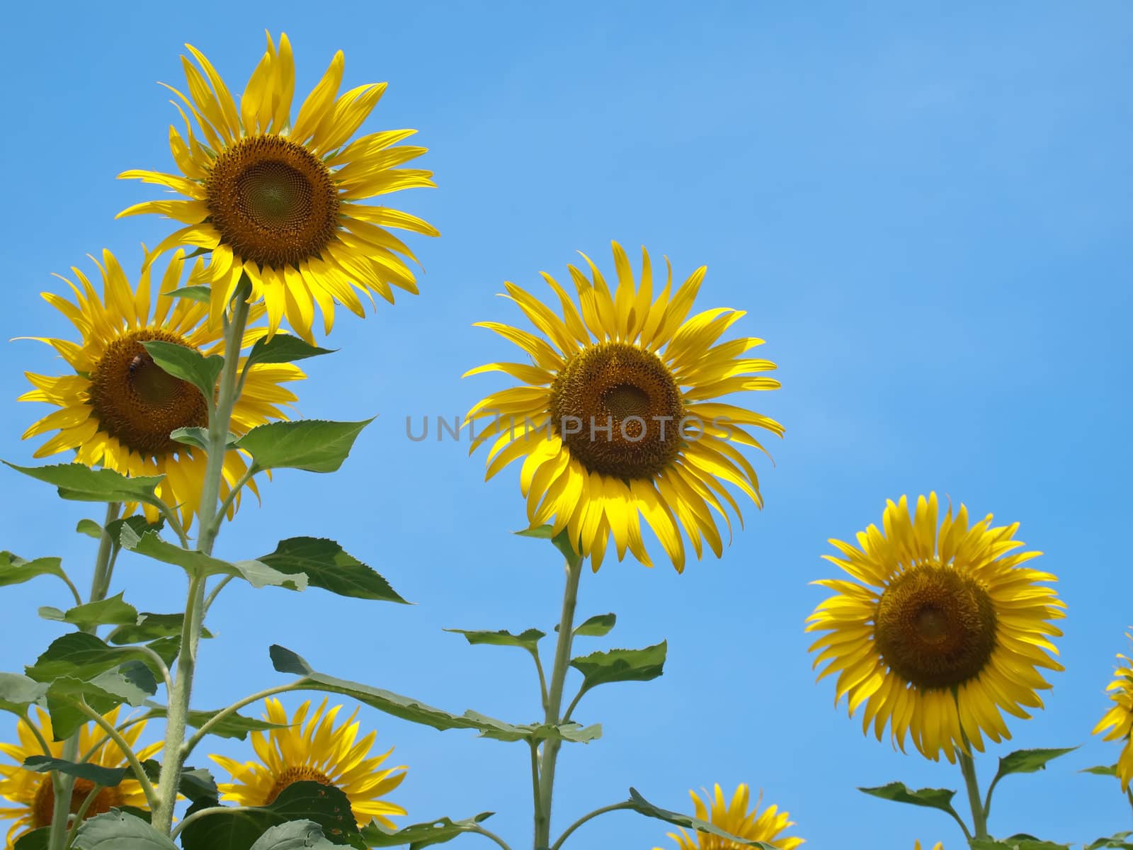 Sunflowers against blue sky in look up view from the ground