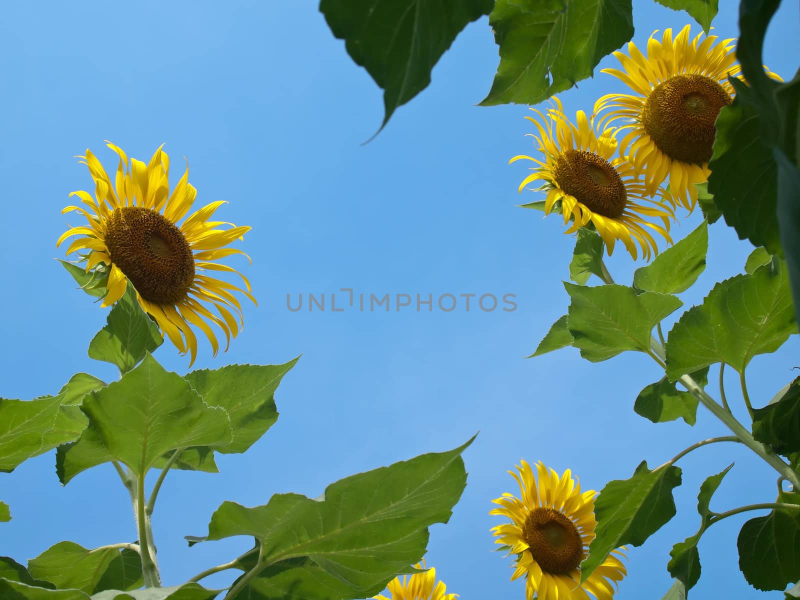 Natural frame of sunflowers with leafs against blue sky in look up view from the ground