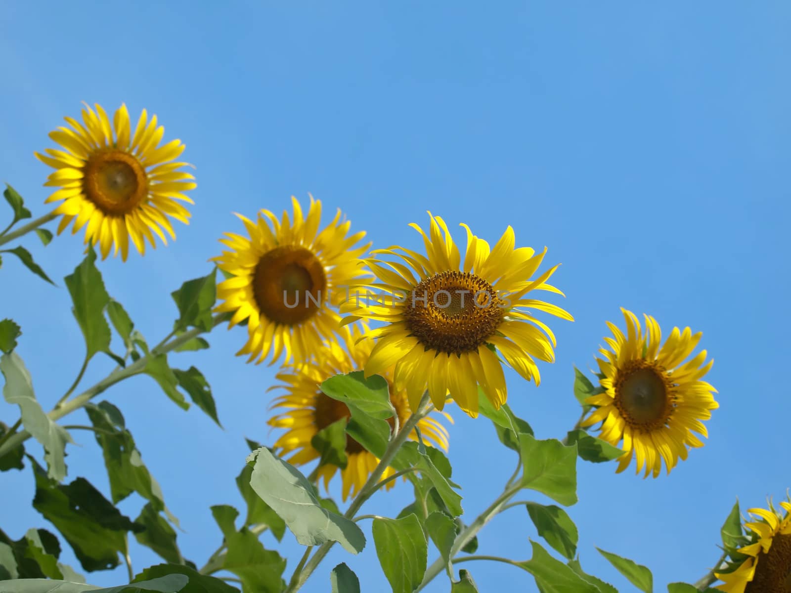 Sunflowers against blue sky in look up view from the ground