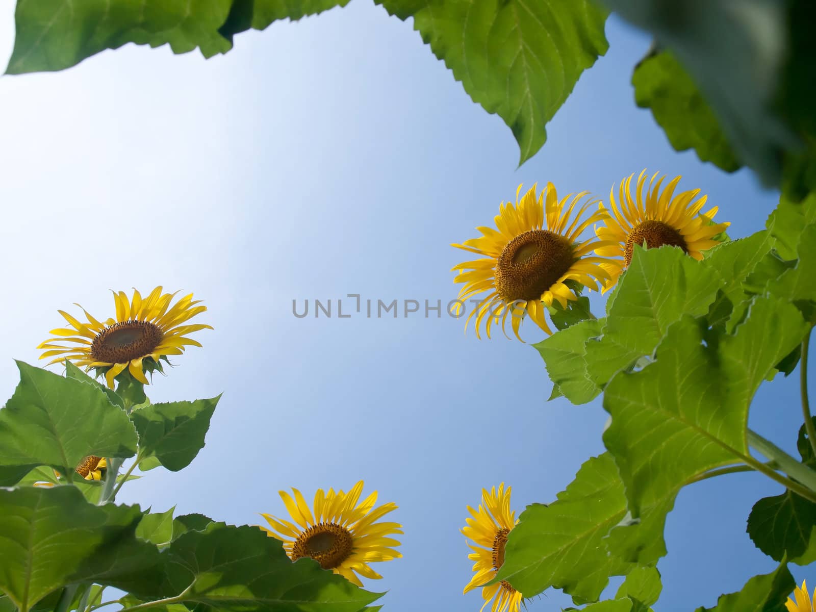 Natural frame of sunflowers with leafs against blue sky with sunshine in look up view from the ground