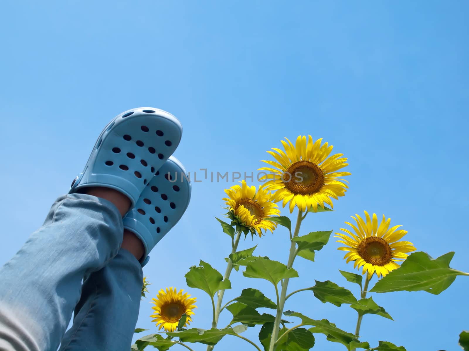 Woman legs reaching out to sky like standing on sky of sunflower in look up view from the ground