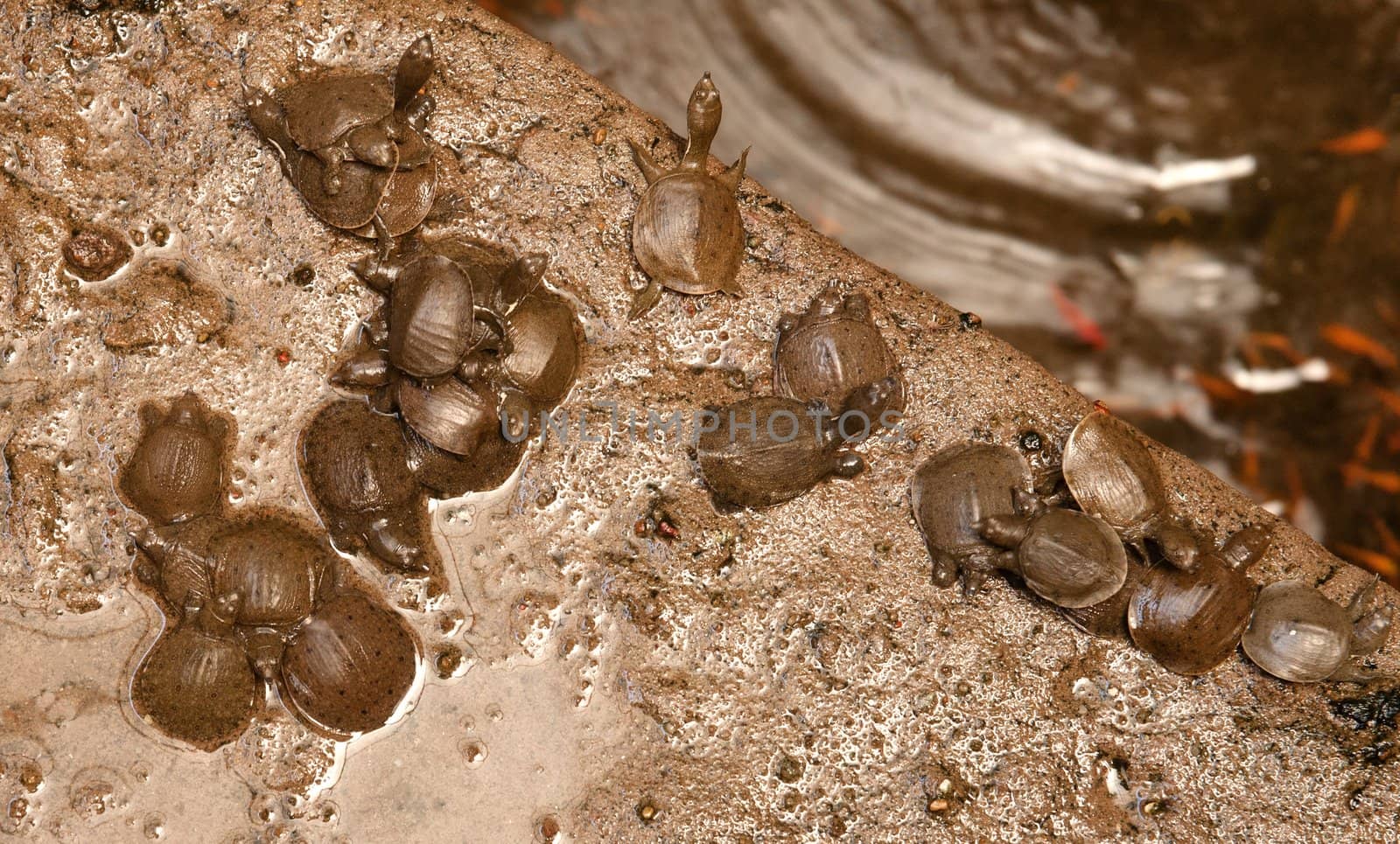 young tortoises in the jade emporer pagoda in vietnam