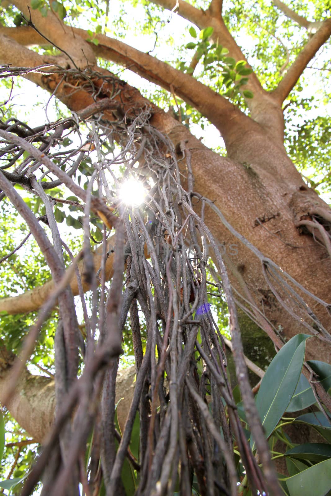 Sunlight through the Trees by Spectral