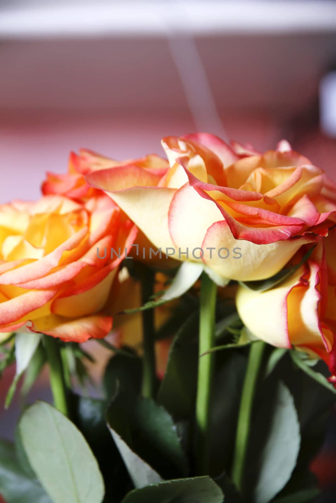 A roses background. Yellow to orange blossoms.