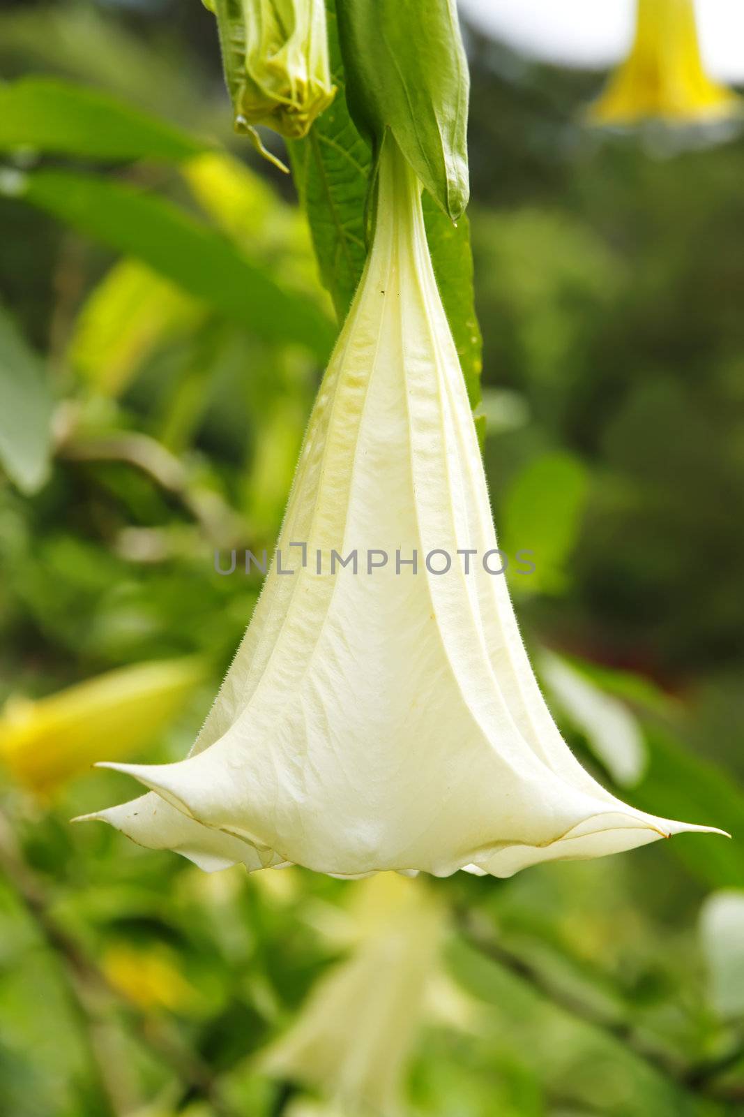 A close up of a wild Datura Stramonium blossom.