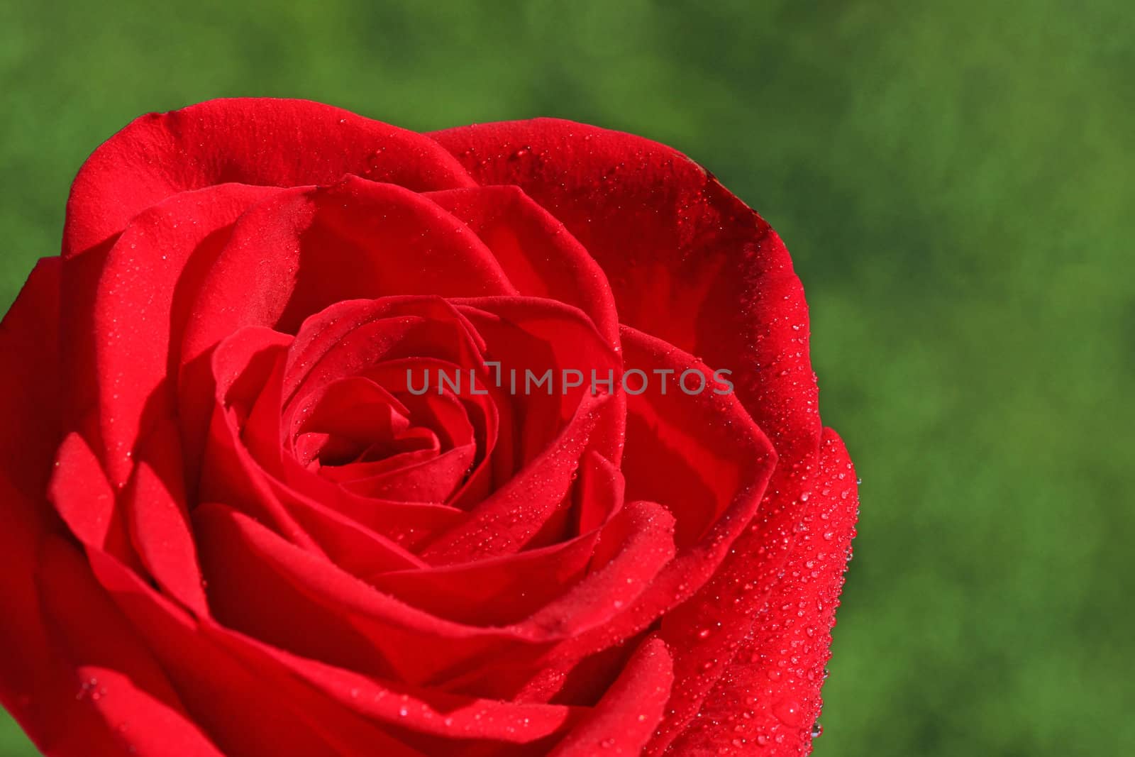 red rose over green by romantiche