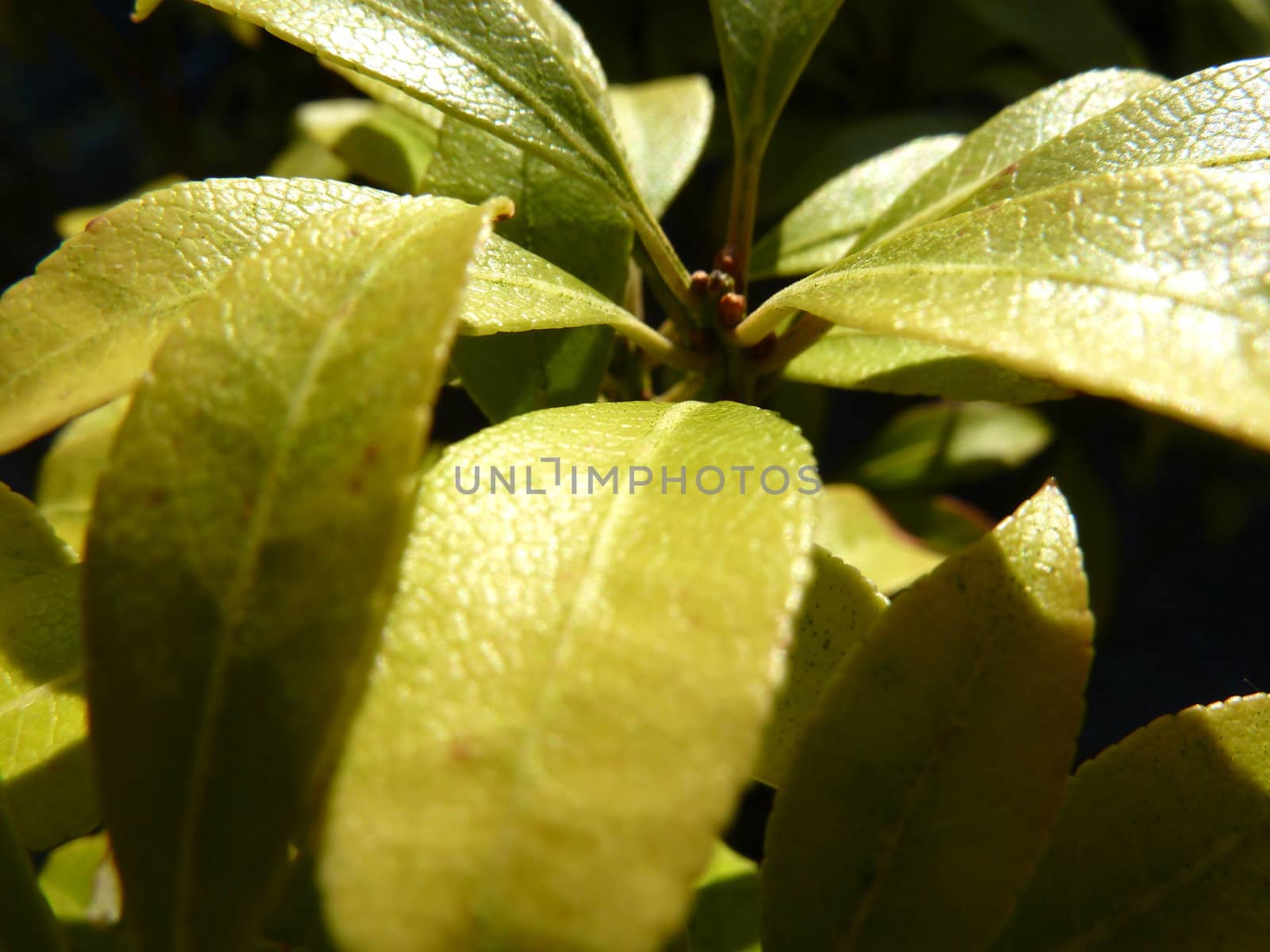 green leaves in bright sun light