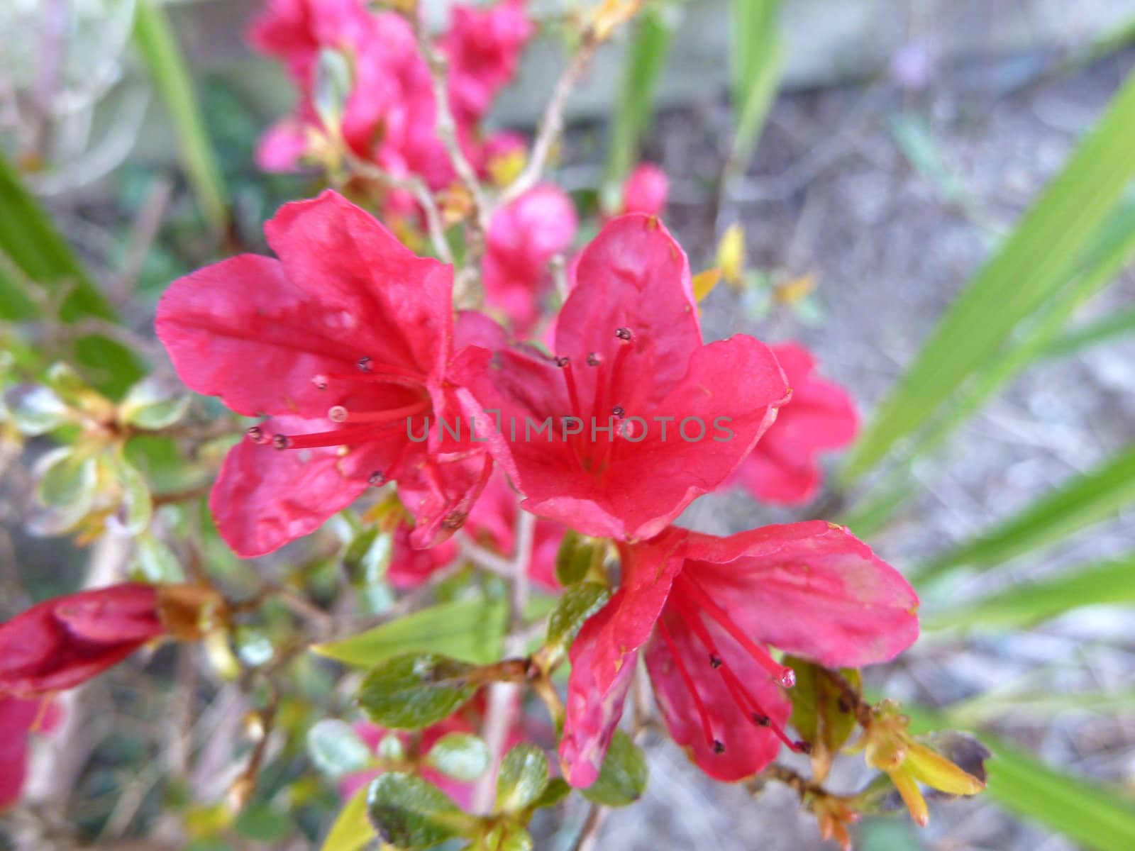 bright pink flowers as a background