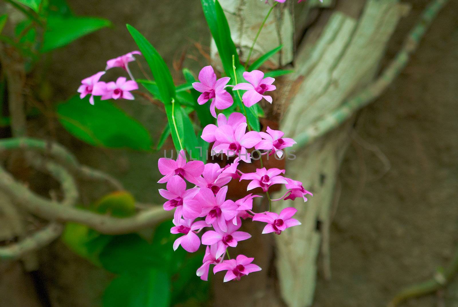 Orchid is tender violet against the background green leaves and the tree
