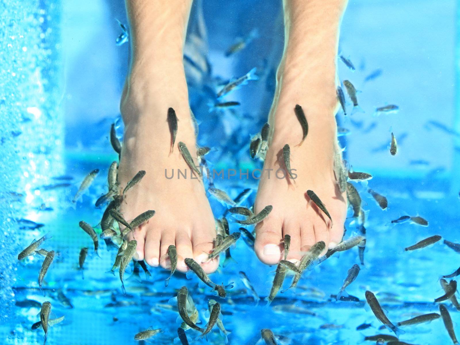 Fish Spa pedicure Rufa Garra treatment. Feet and fish in blue water. Woman feet.