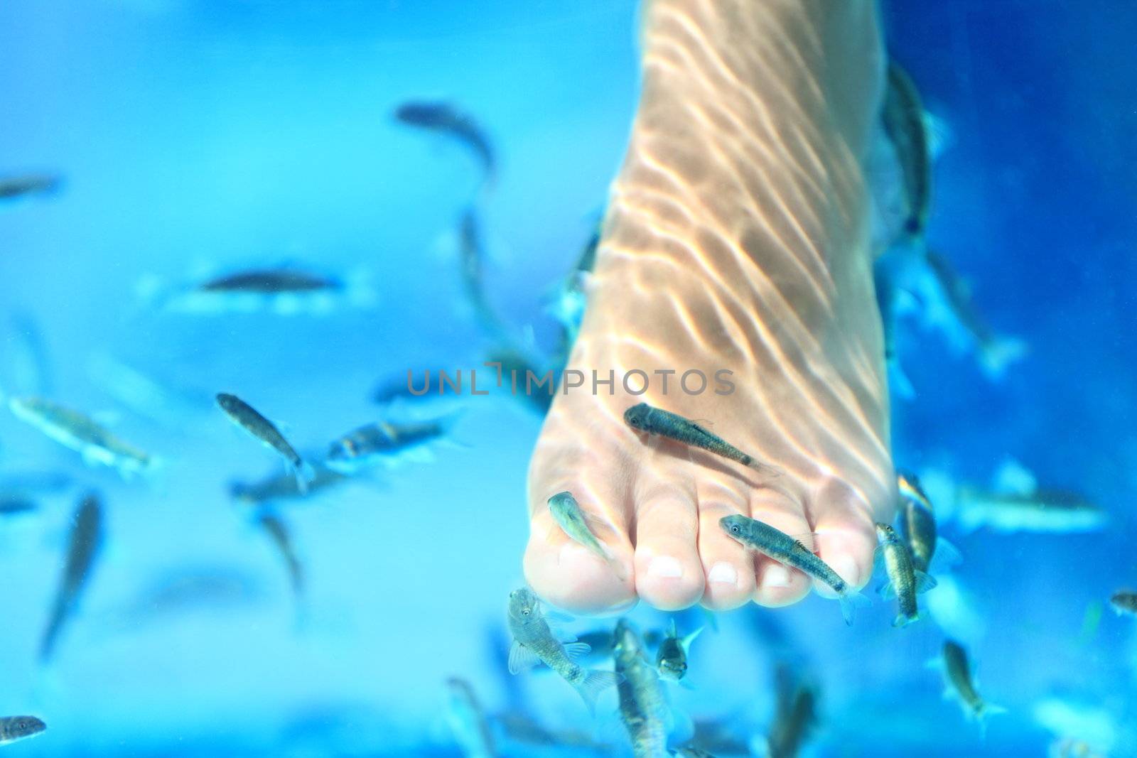 Fish spa. Rufa Garra fish spa pedicure massage treatment. Closeup of foot and fish in blue water. Woman foot and copy space.