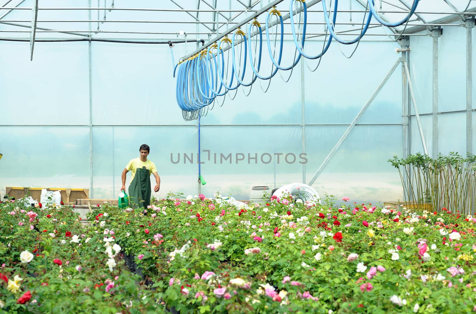 An image of a gardener working in a greenhouse
