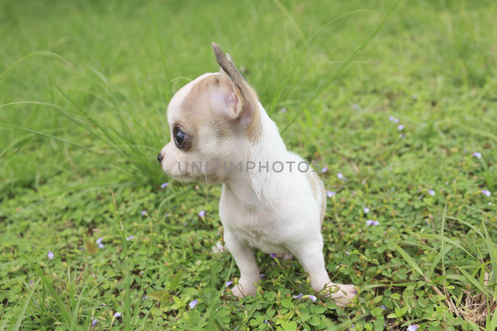 Puppy chihuahua sitting at the grass