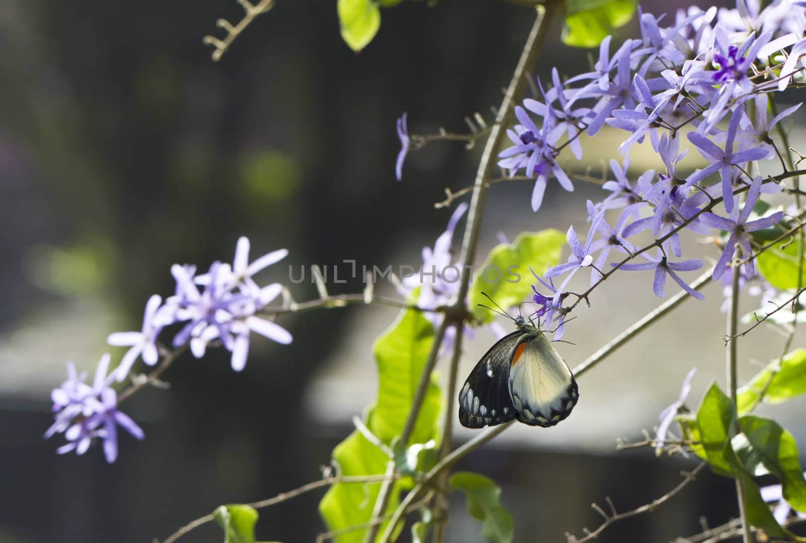 Butterfly collecting nectar from a purple flower in the morning light