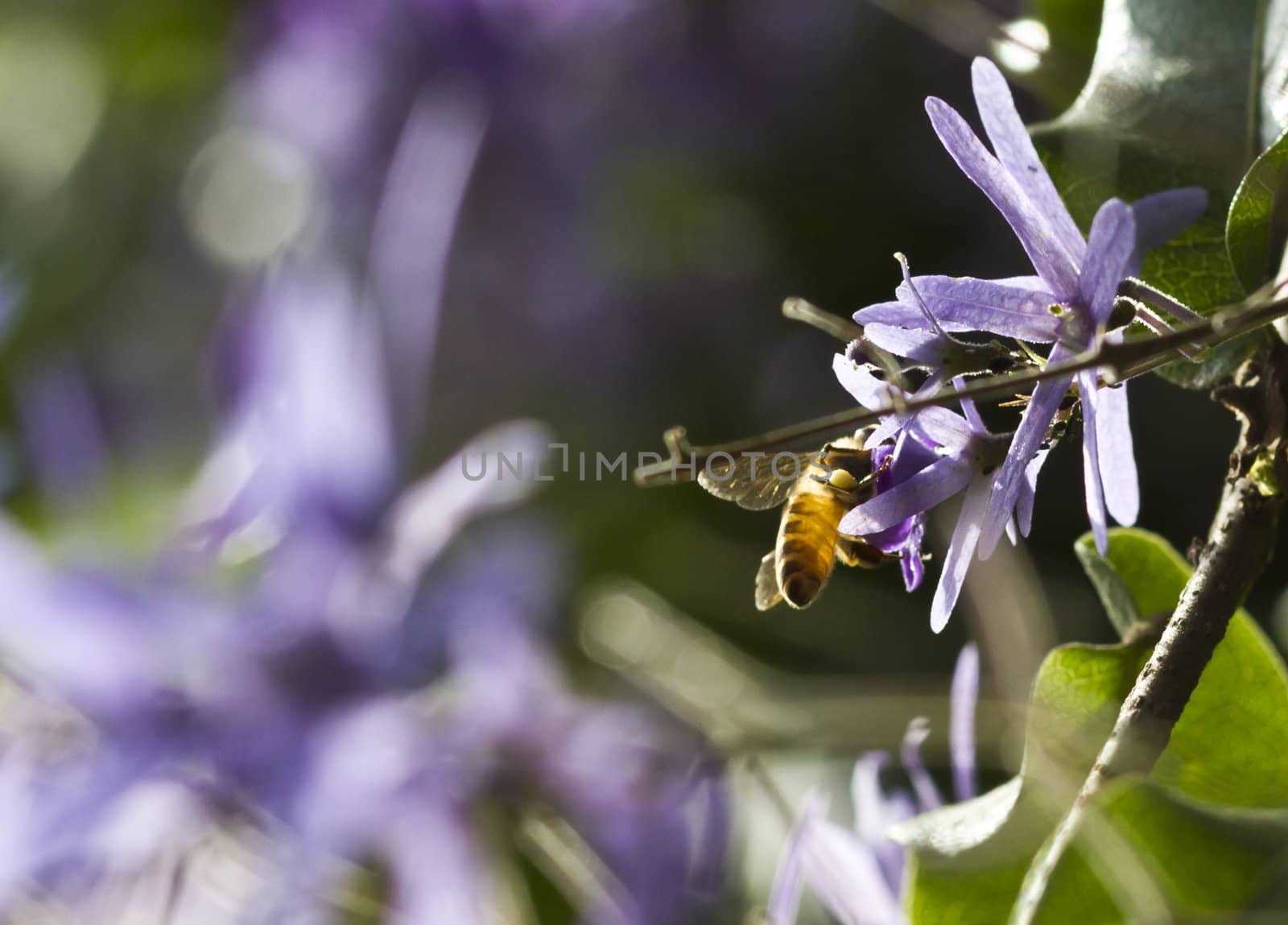 Bee Backlit by azamshah72
