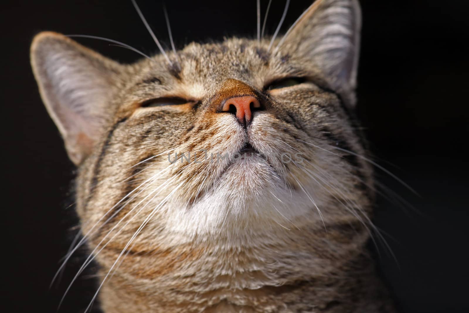 Mixed-breed cat, Felis catus, looks at the cam
