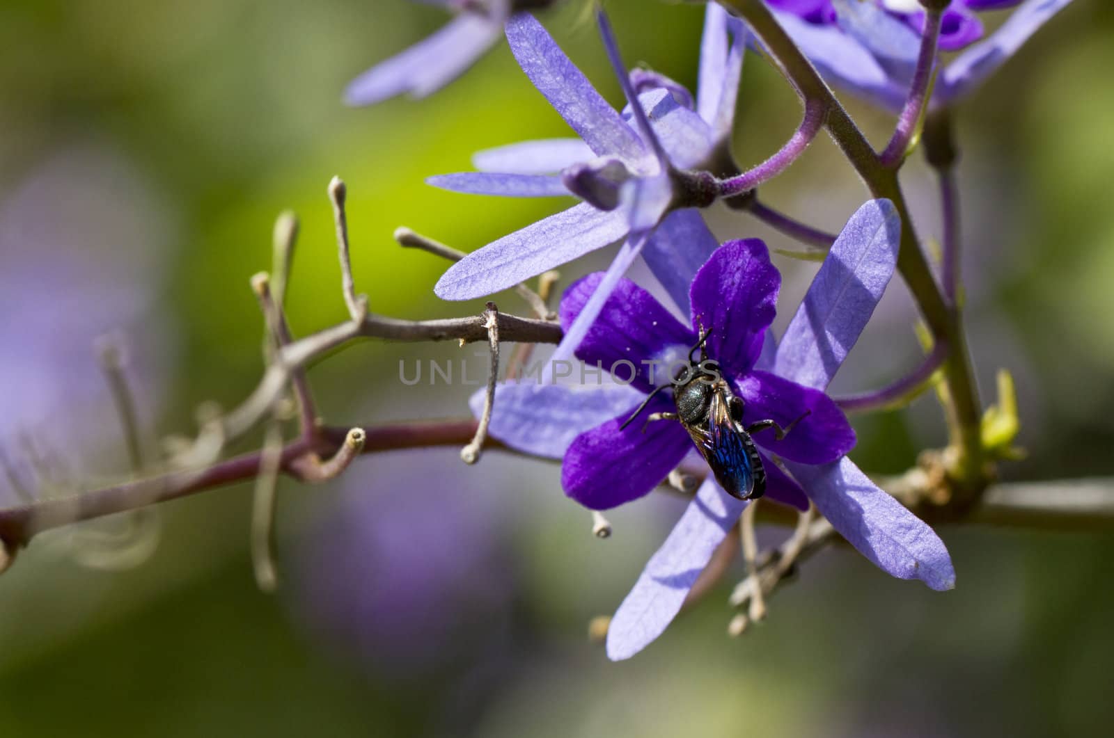 black wasp resting on th epetals of purple flowers in the morning light