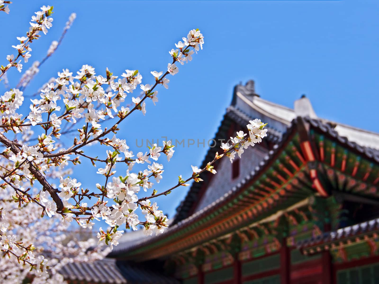 Blooming sakura branches near old royal palace in Seoul