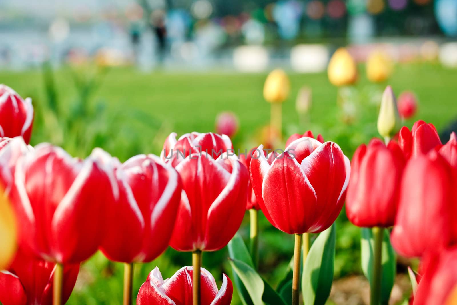 Blooming red tulips with selected focus on blurry background