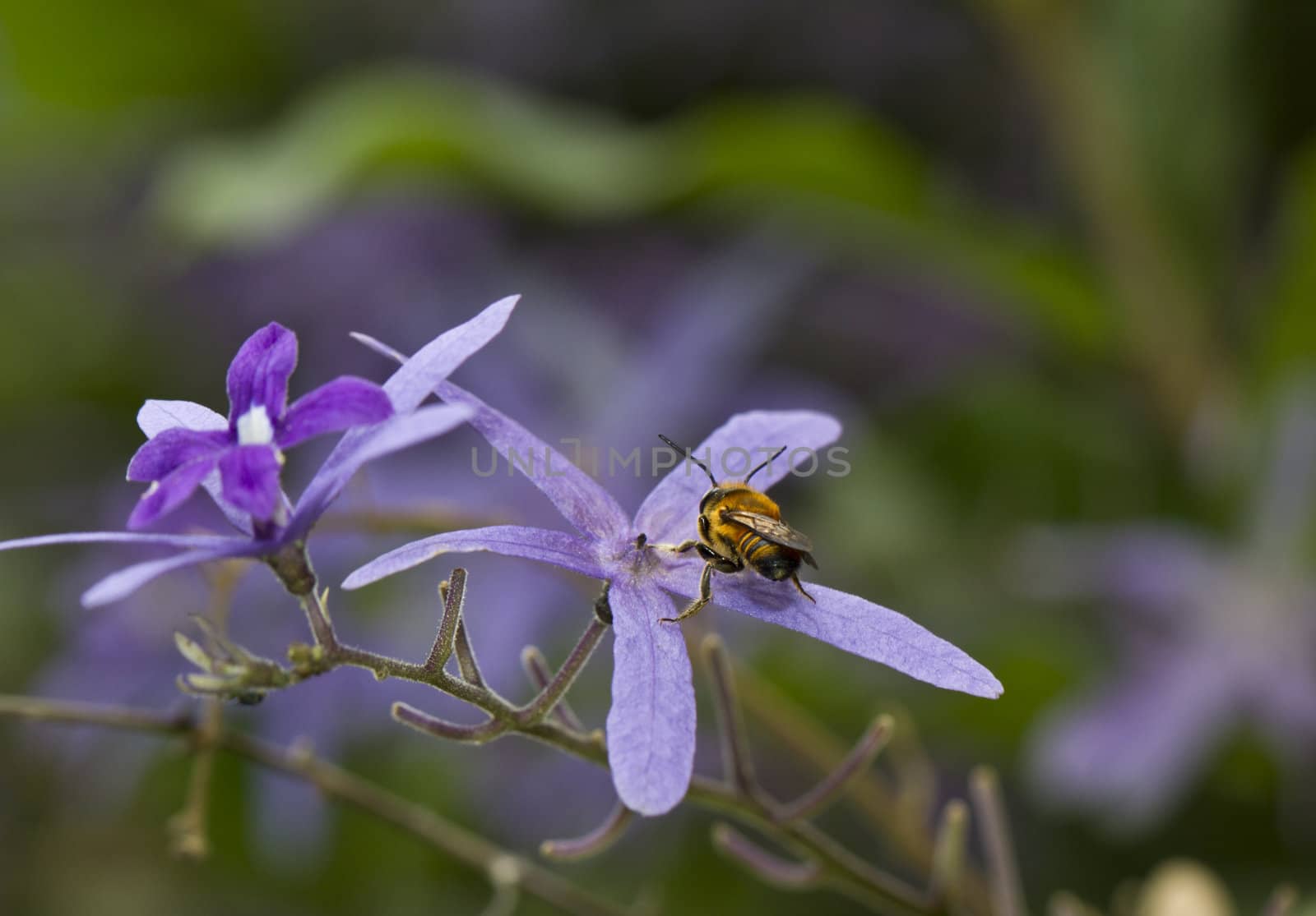 A worker bee on a purple flower viewd from behind the insect