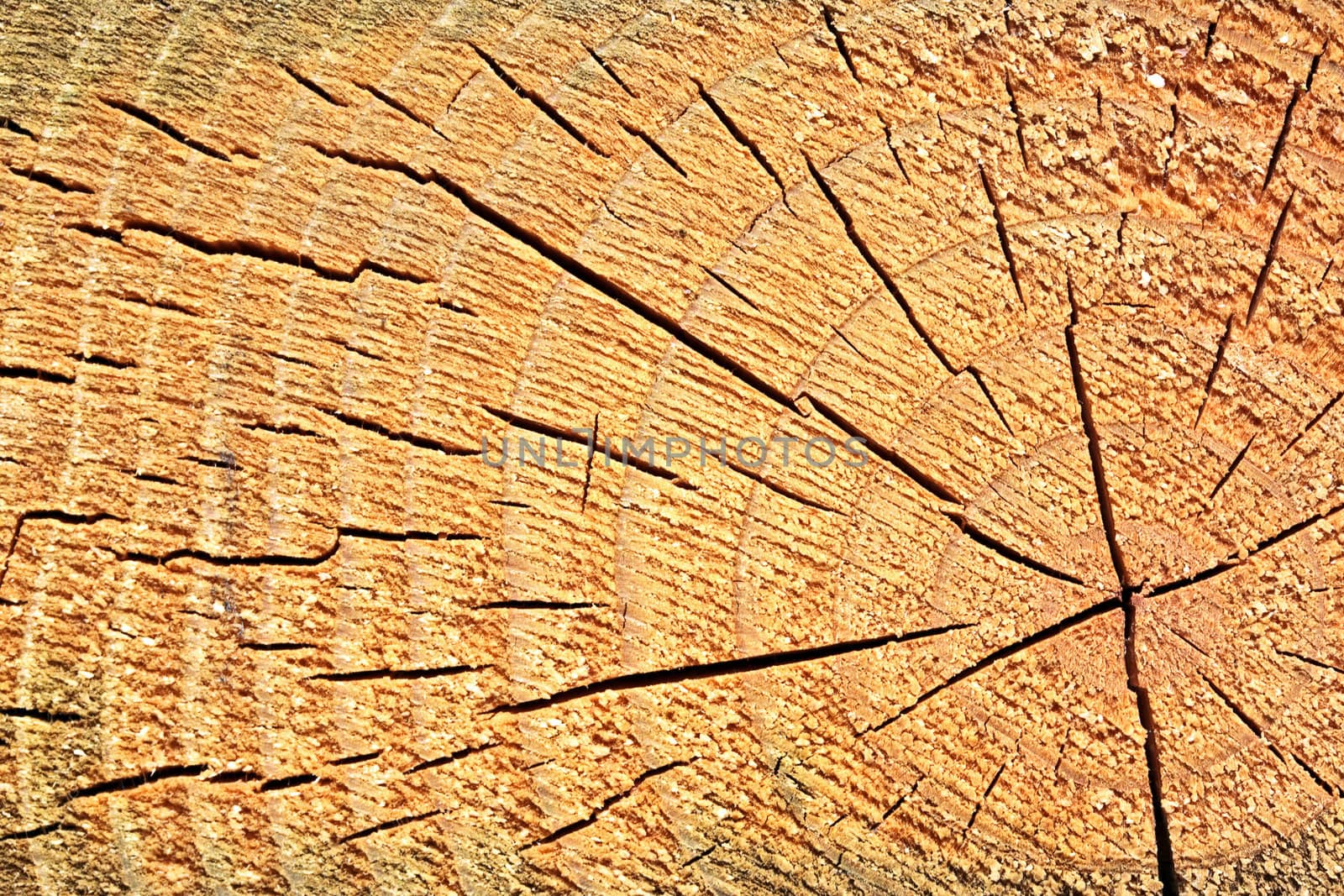 Wooden stump texture by dsmsoft