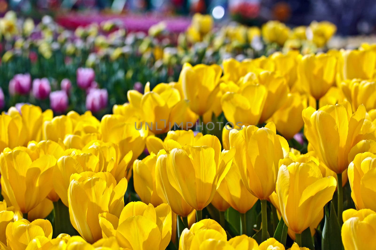 Yellow tulips with shallow depth of focus by dsmsoft