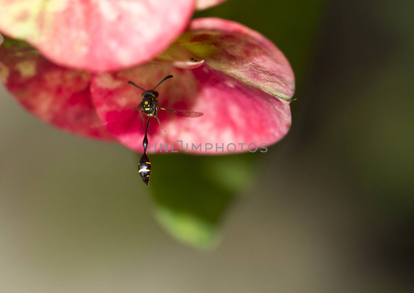 Wasp on Euphorbia Elegans Petal by azamshah72