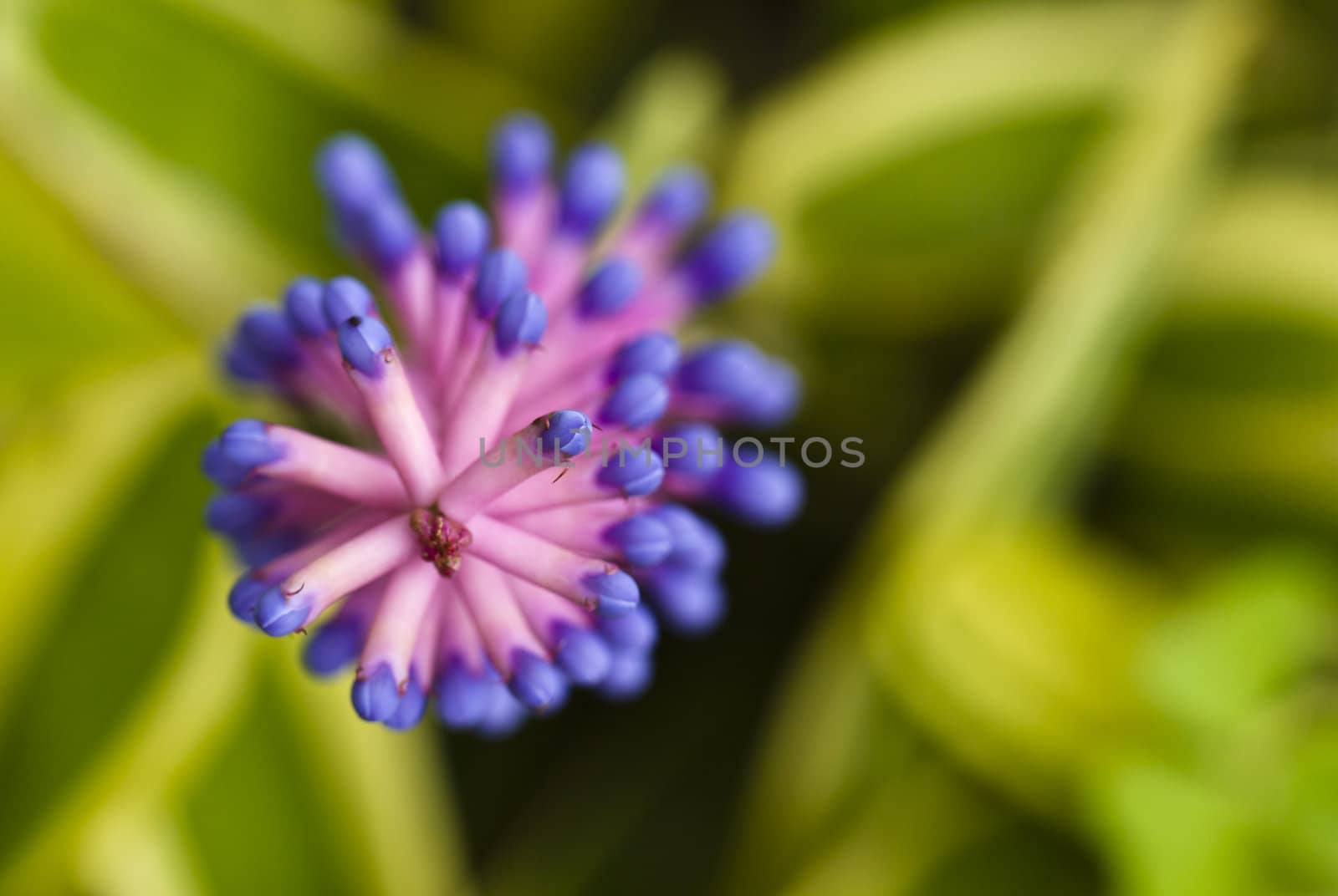 Purple match-like flower petals with blurry background