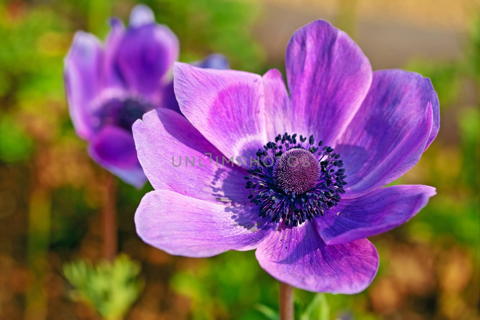 Close-up of a single beautiful anemone flower on blurry background