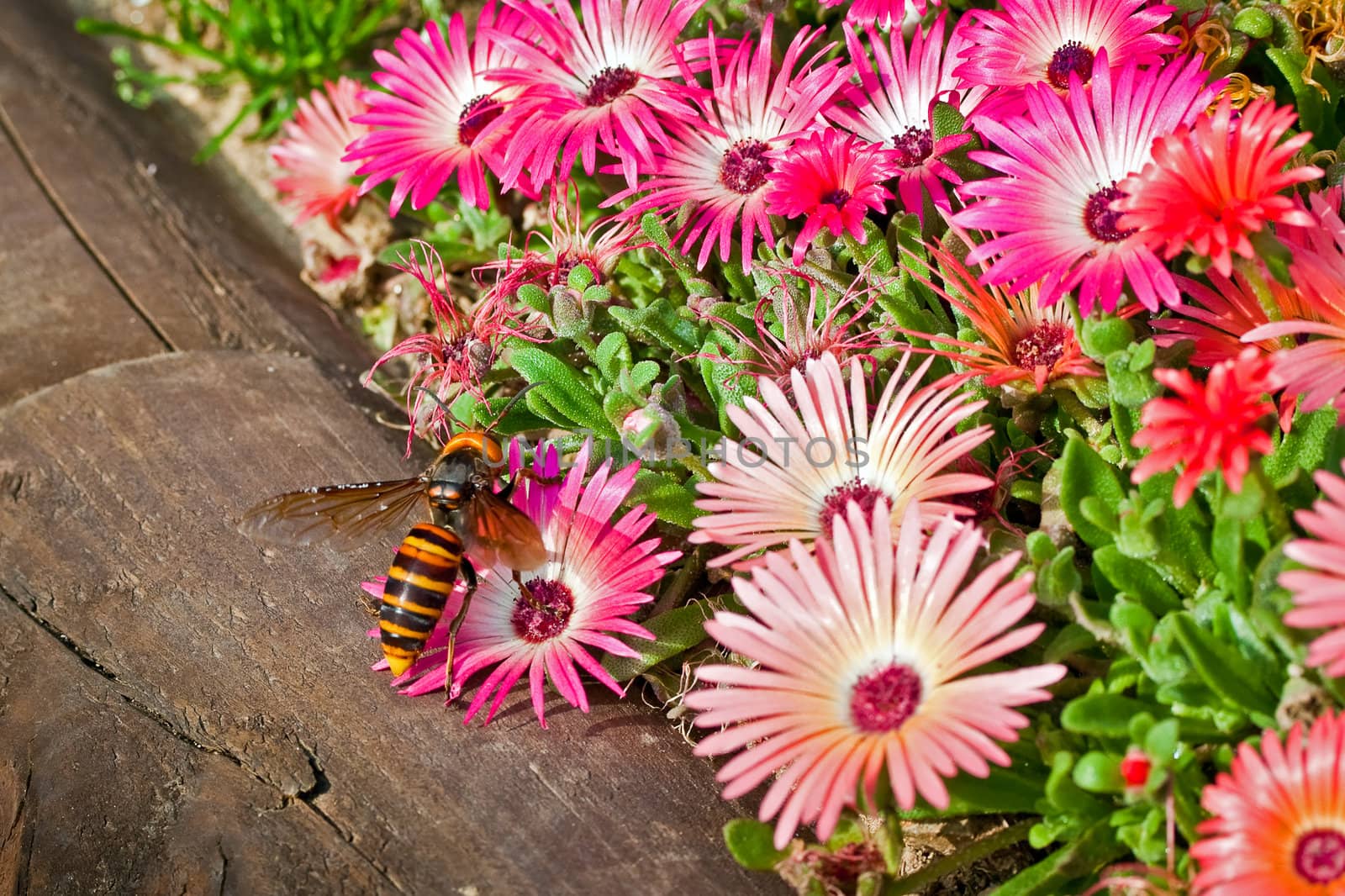 Hornet on a gerbera flower by dsmsoft