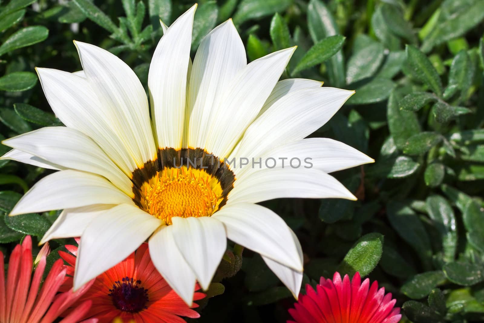 Closeup of a single beautiful daisy flower on plants background in spring