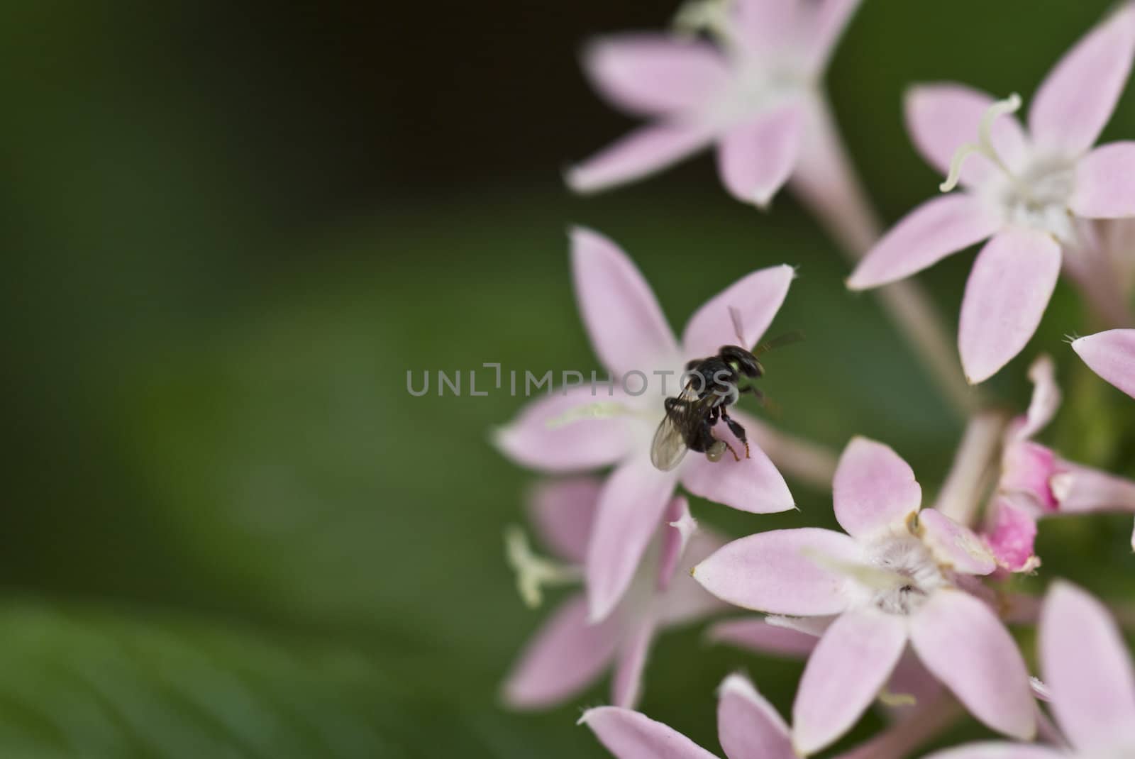 Purple flower and a stingless bee with green backgound