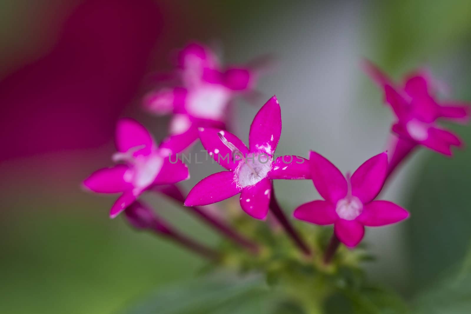 Pink Flower Dark Background by azamshah72