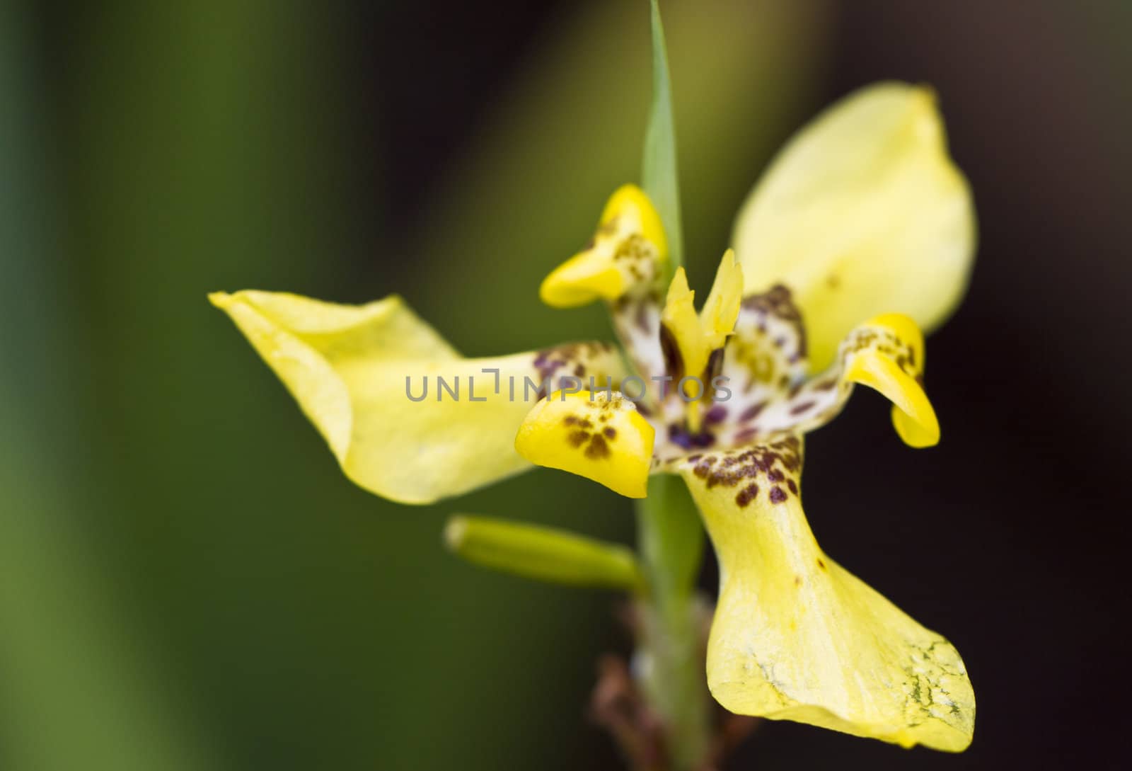 Close up view of a yellow orchid with dark background