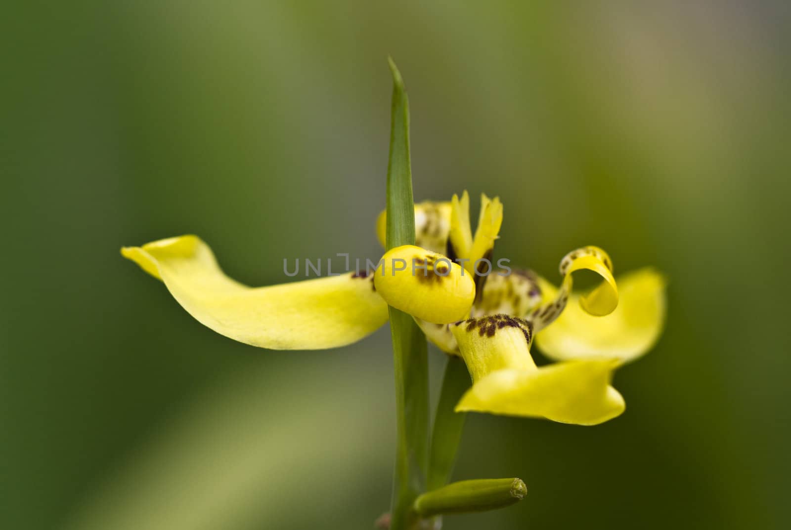 Close up view of a yellow orchid with green blurry background