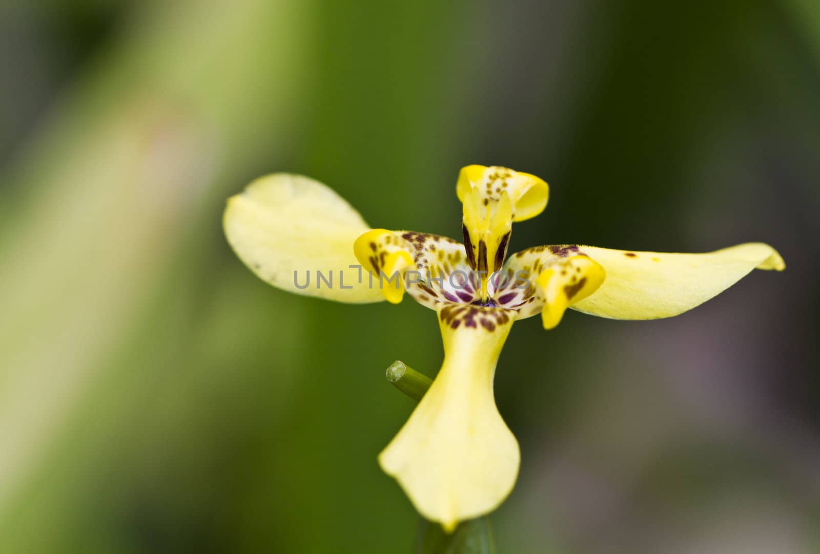 Close up view of a yellow orchid with green and dark background