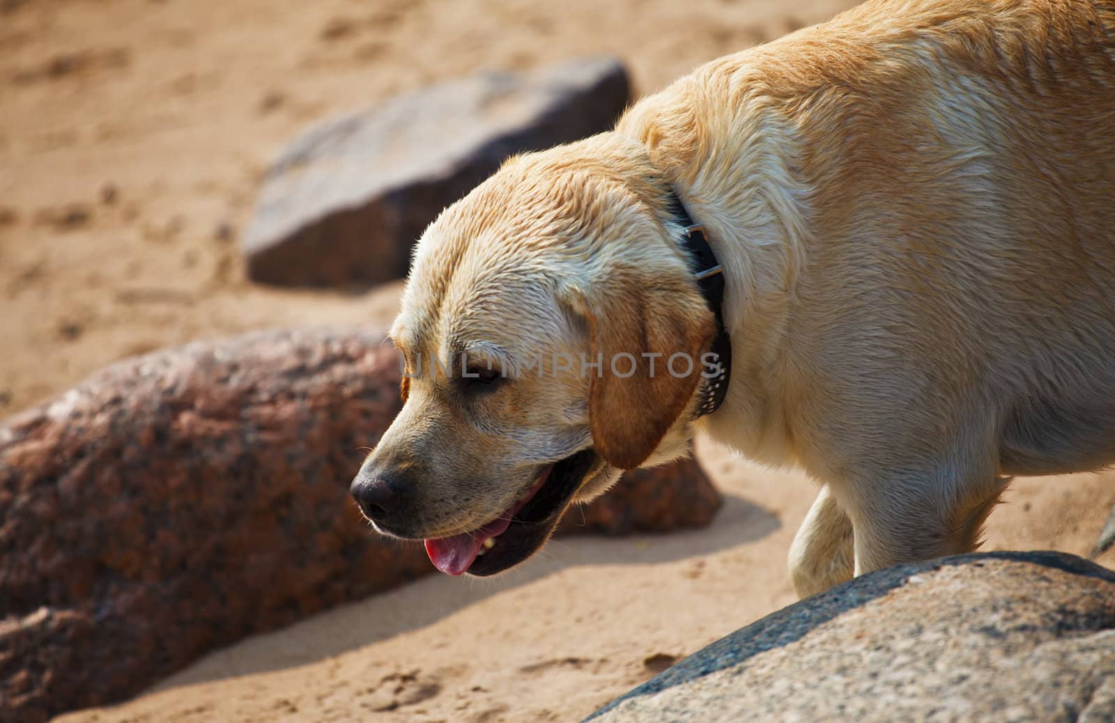 labrador retriever on a beach