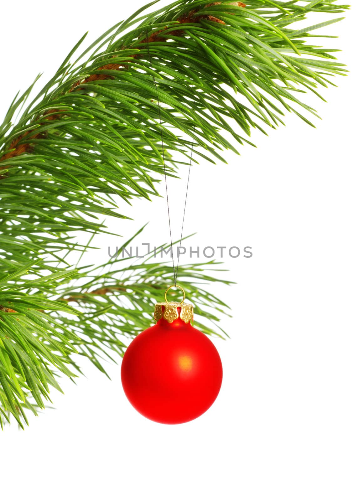 decoration ball on pine branch by petr_malyshev