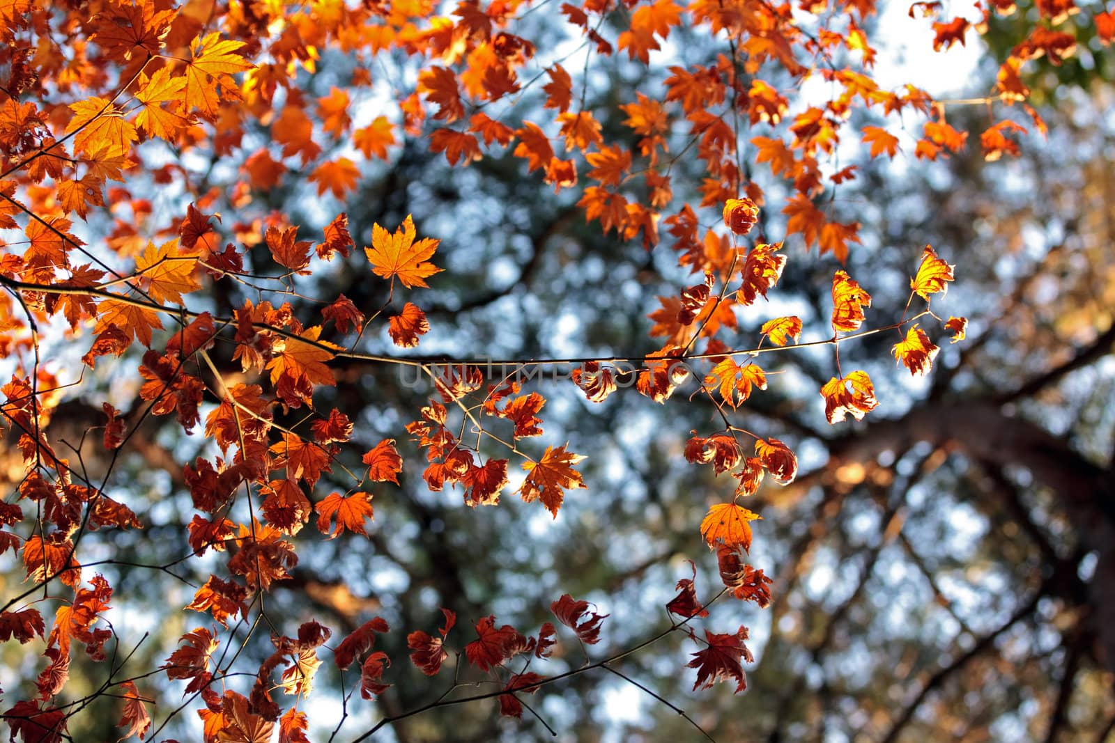 Colourful dry leaves with selected focus