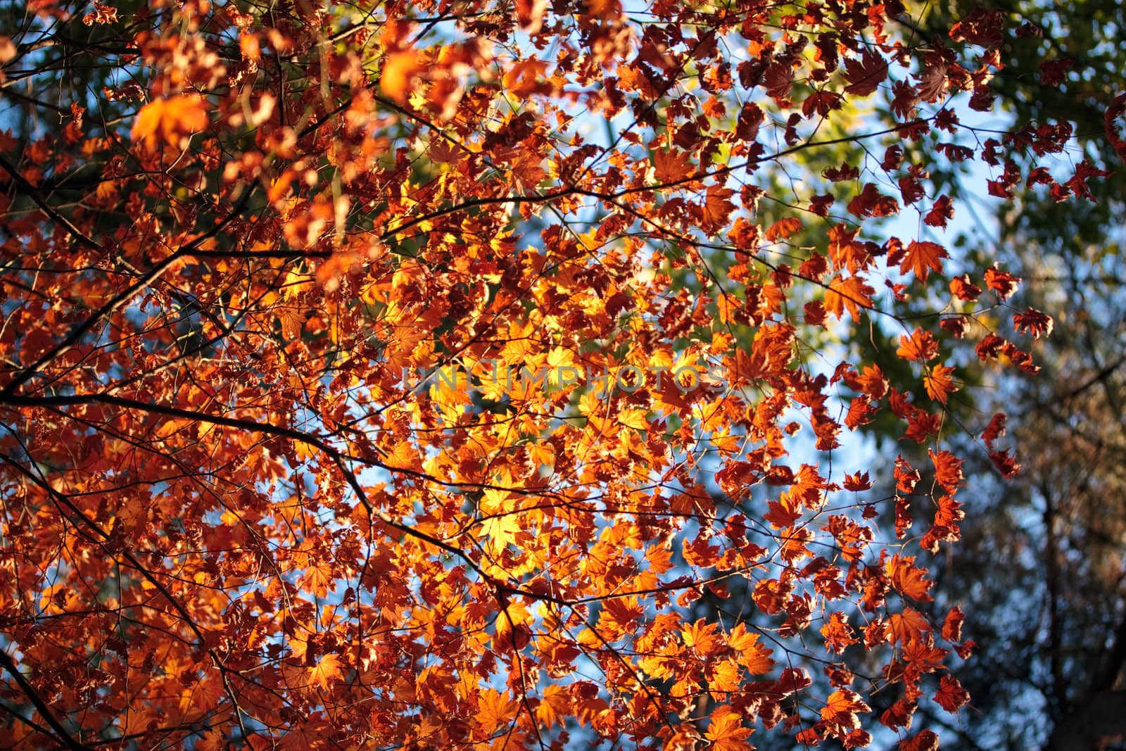 Colourful dry leaves with selected focus