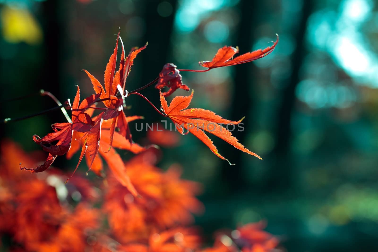 Fading red leaves of japanese maple in autumn